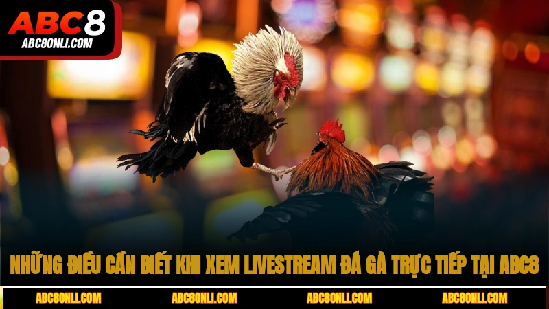 Những điều cần biết khi xem livestream đá gà trực tiếp tại ABC8